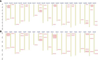 Genome-wide characterization of phospholipase D family genes in allotetraploid peanut and its diploid progenitors revealed their crucial roles in growth and abiotic stress responses